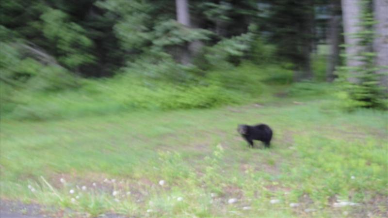 I Know - blurry pic but proff that we have been seeing Bears!